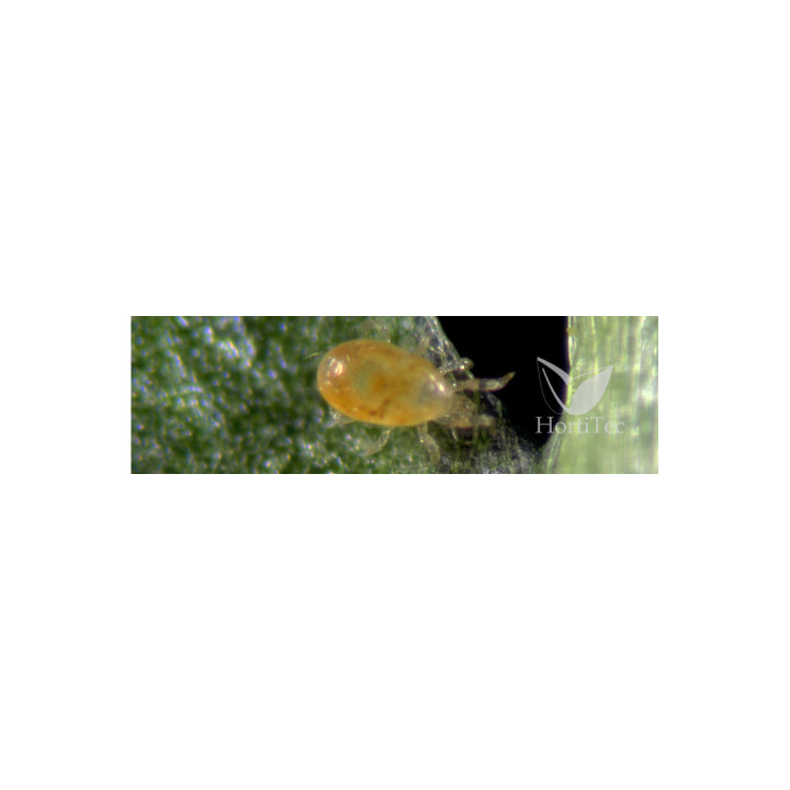 SPICAL Ulti-Mite - 100 uds de Neoseilus californicus | Koppert